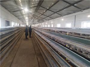 30萬只鵪鶉客戶使用美博士鵪鶉飼料情況